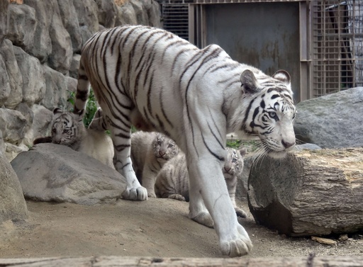 希少なホワイトタイガー4頭公開へ 東武動物公園