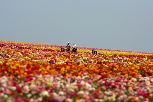 サンディエゴの花畑で一面満開のラナンキュラス 写真11枚 国際ニュース Afpbb News