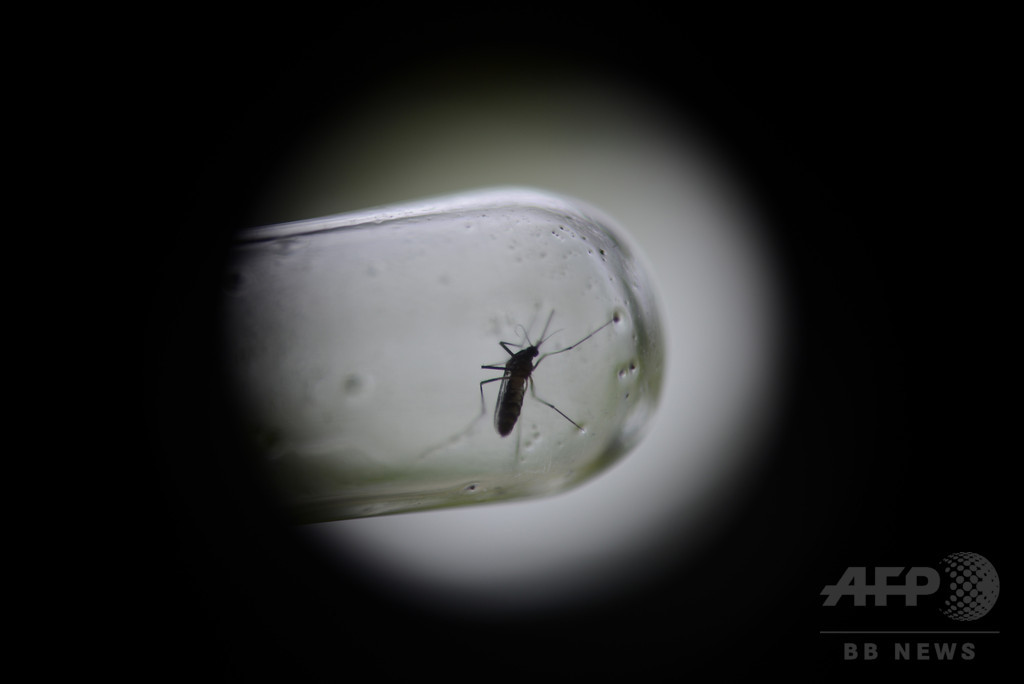 遺伝子組み換え蚊の放出計画に住民抗議、米フロリダ州 遺伝子組み換え蚊の放出計画に住民抗議、米フロリダ州