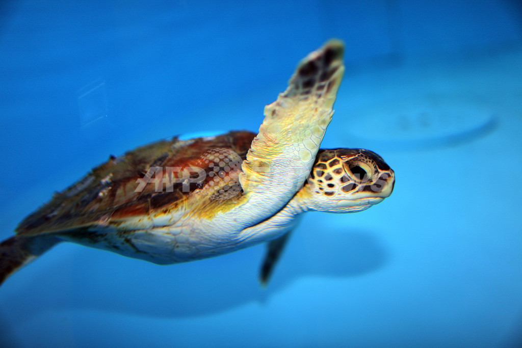 アオウミガメのプラスチックごみ摂取が急増、豪研究 アオウミガメのプラスチックごみ摂取が急増、豪研究