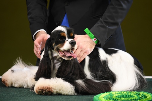 img_b2f58fbcfa347e591e65a8ae9f