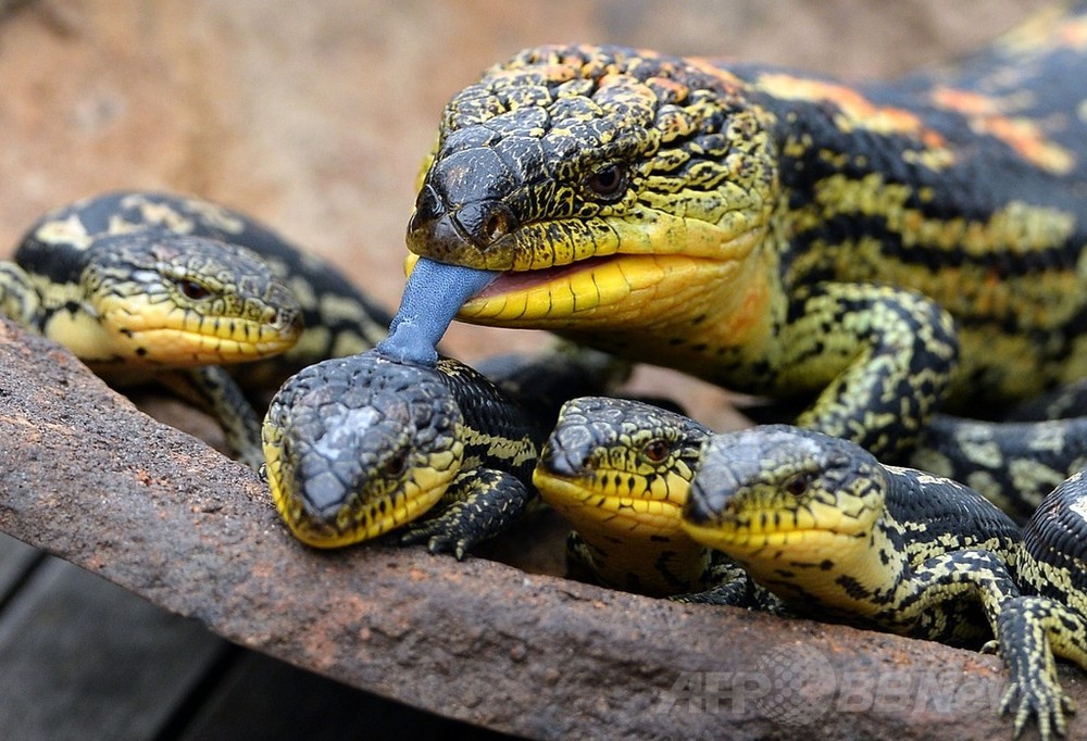 トカゲ 御蔵島のトカゲ｜三宅支庁産業課