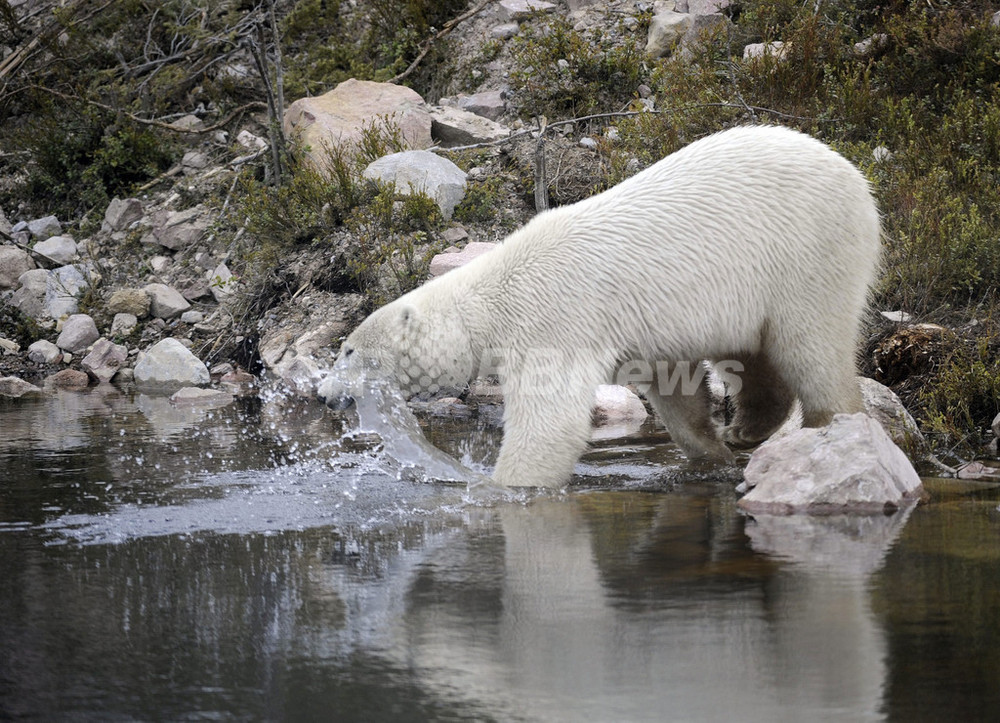 新しい住まいをじっくり点検するスウェーデンのシロクマ 写真2枚 国際