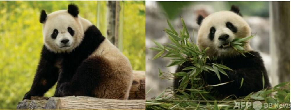 米ワシントンのスミソニアン国立動物園で2頭のパンダが一般公開 写真1