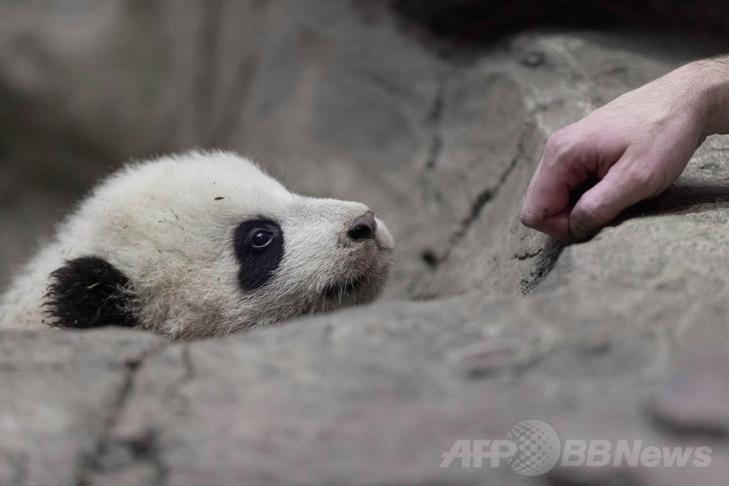米首都で誕生のパンダ、メディア向けに初公開