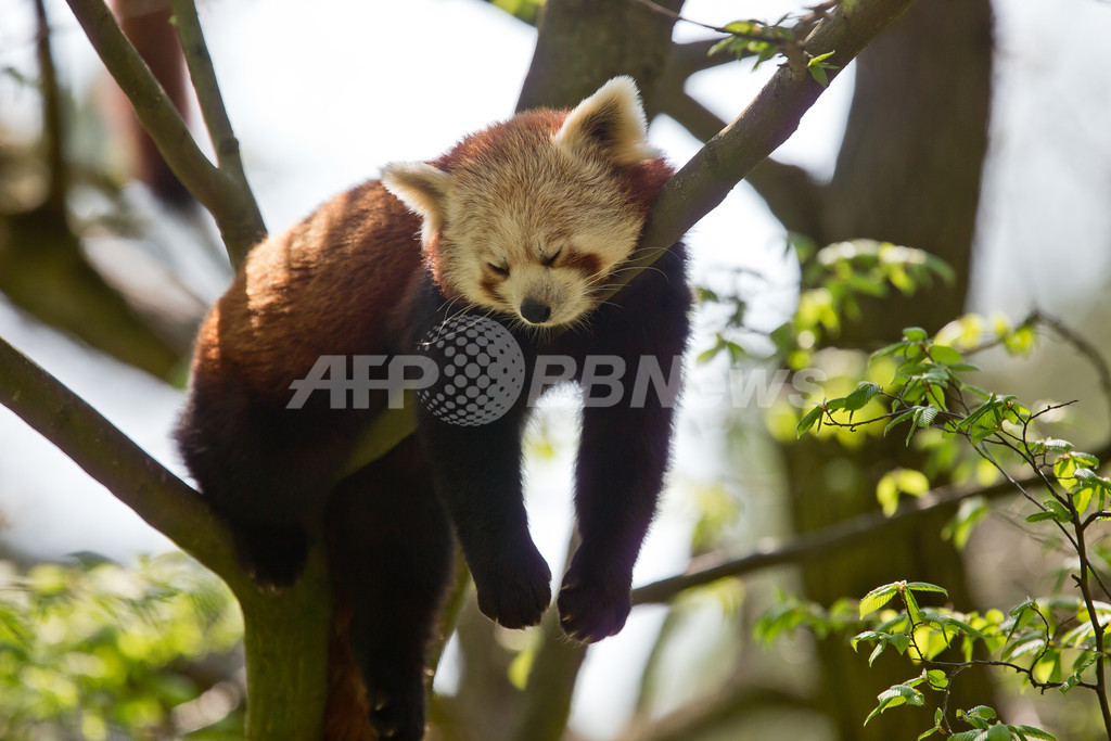 特集 おもしろ動物写真集 癒やし系から仰天系まで 国際ニュース Afpbb News