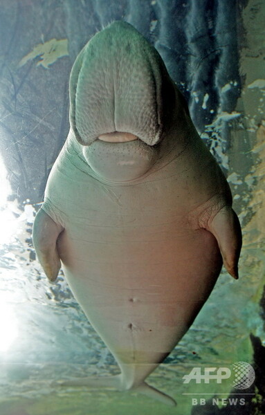 【写真特集】希少動物ジュゴン、個体数減の絶滅危惧種