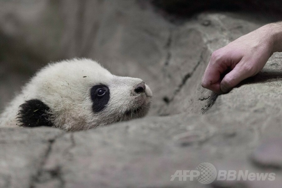 米首都で誕生のパンダ、メディア向けに初公開