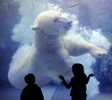 都内・銀座のソニービル（Sony Building）で、北海道・旭川（Asahikawa）の旭山動物園（Asahiyama Zoo）のホッキョクグマをハイビジョン3D映像で楽しむ子どもたち（2009年12月22日撮影）。(c)AFP/Toru YAMANAKA