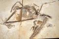 フランスからブラジルに返還された白亜紀の翼竜の化石（2022年5月24日撮影）。(c) JEAN-FRANCOIS MONIER / AFP
