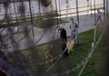 ハンガリー東部の町デブレツェンの刑務所で、犬の服従訓練の用意をする囚人たち（2016年2月5日撮影）。(c)AFP/PETER KOHALMI