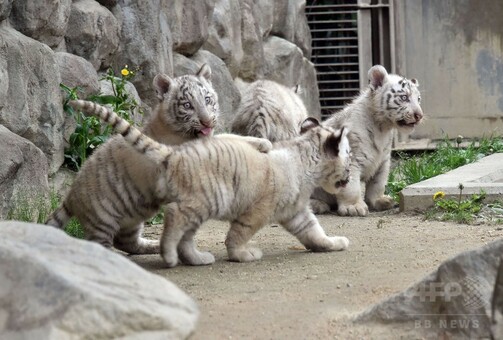 希少なホワイトタイガー4頭公開へ、東武動物公園 写真17枚 国際