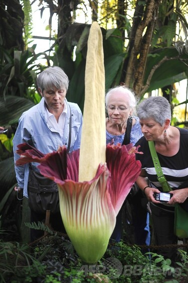 10年に一度咲く巨大な花、観賞に長蛇の列 仏ナント 写真6枚 国際