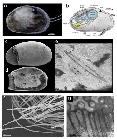 世界最古の精子、1700万年前の化石から発見 写真1枚 国際ニュース