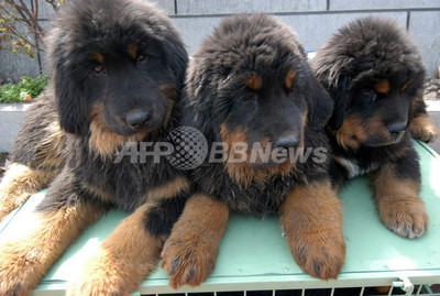 高級犬チベタン マスティフ 地震で深刻なえさ不足 中国 写真1枚 国際ニュース Afpbb News