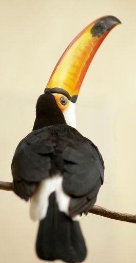 気候変動で鳥の絶滅の危険高まる、IUCN報告書