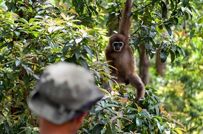 テナガザル、森に返る インドネシア