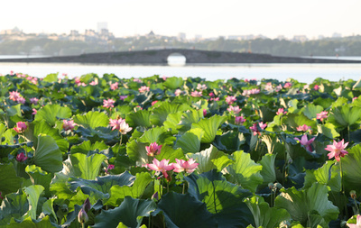 美しく咲く杭州・西湖のハス
