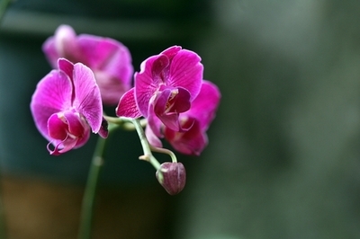 温暖化で｢山の上｣に追われる動植物、研究論文