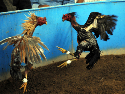 闘鶏に興じるボリビアの人々