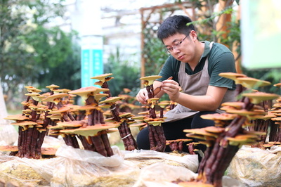 「90後」が創りだす芸術的な盆栽、山東省