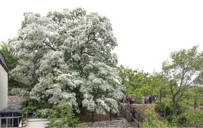 「樹長制」で古木・名木をしっかり守る 中国・天津市