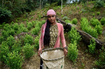 「他に手段はない」…麻薬組織のコカ農園で働くベネズエラ移民 コロンビア