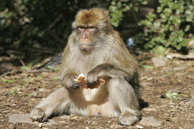 絶滅危急（ききゅう）種のサル、「バーバリーマカク」 - モロッコ
