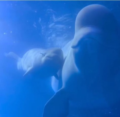 中国広州市 シロイルカの赤ちゃん誕生