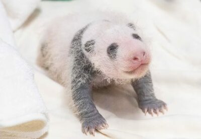 韓国エバーランドの赤ちゃんパンダ、生後3週で体重4倍に成長