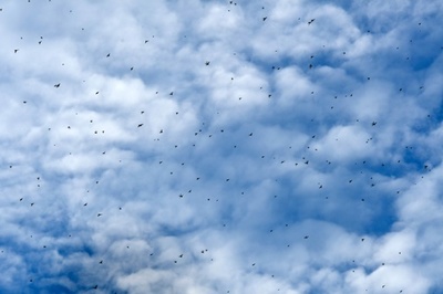 バッタ大量発生、ネパールが捕獲に報奨金