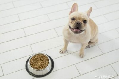 子犬の異常行動、MBTIで知る？…韓国でペットの心理分析ソリューション浮上