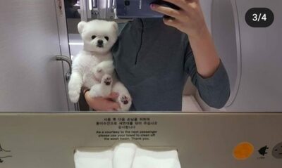 韓国・ペットインフルエンサーと乗務員が火花…「機内で愛犬気絶→ケージから出せば『違反』」巡り
