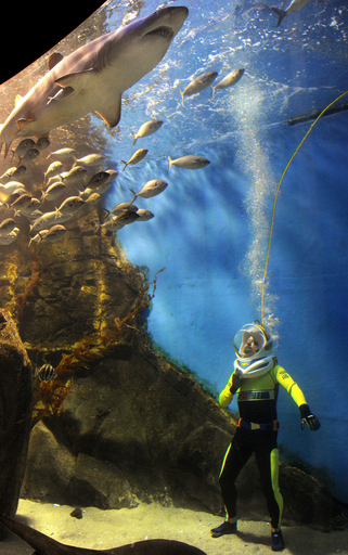 サメが満腹でありますように！豪水族館の「シャーク・ウォーカー」