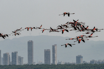 フラミンゴの群れに旅客機突っ込む 「空から死骸」通報多数 インド