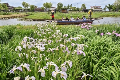 Iris festival at Suigo Sawara Ayame Park in Chiba