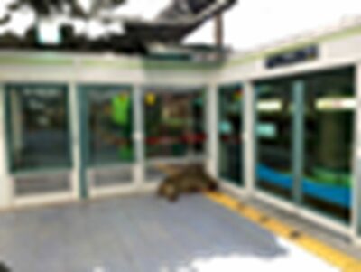 韓国の駅舎に100㎏のイノシシ侵入…施設壊して人を襲う