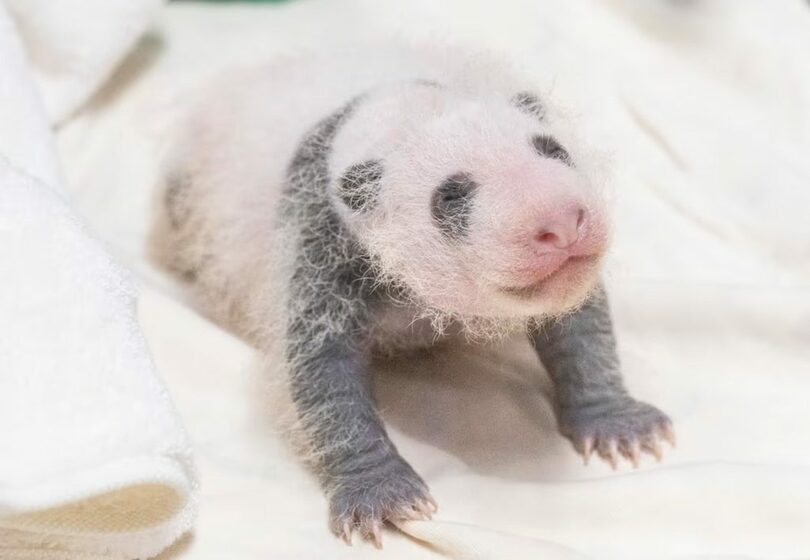 生後3週の赤ちゃんパンダ＝エバーランド提供(c)news1