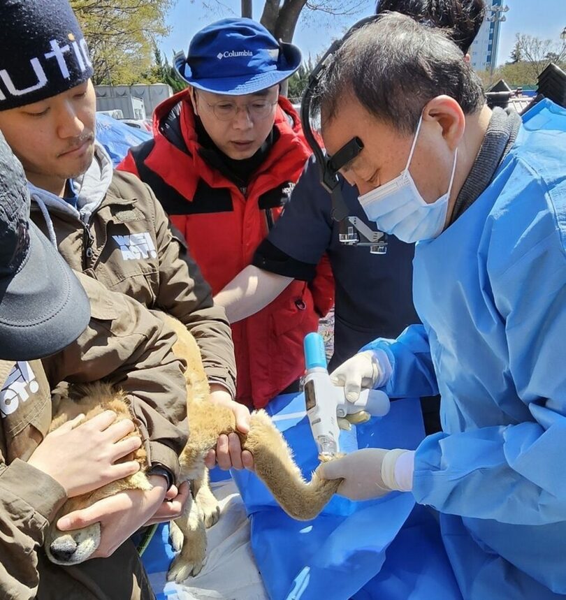 足の裏に火傷を負った犬に対し、冷却治療機器「ベッツイズ（Vet’s Ease）」を用いて処置をするチョン・インソン院長(c)news1