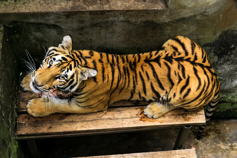 ウガンダ野生動物施設 雌雄のトラを公開 写真7枚 国際ニュース Afpbb News