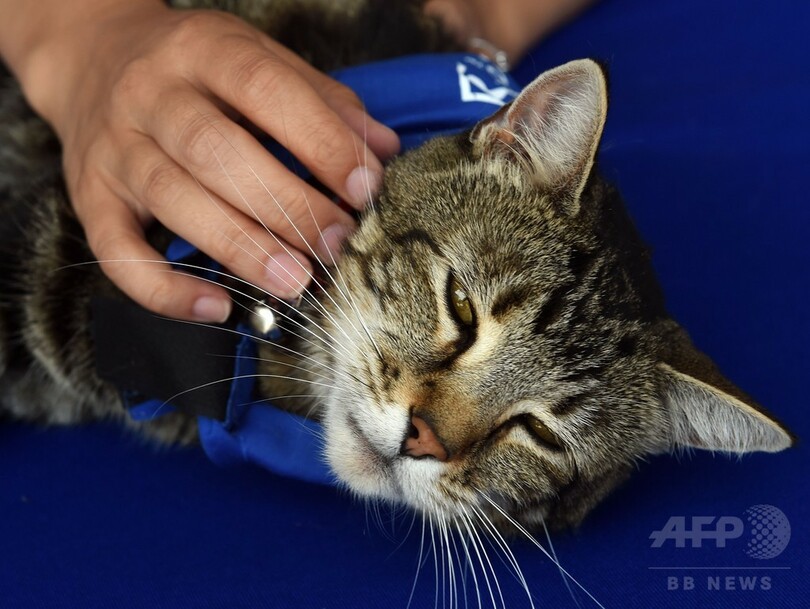 米動物愛護団体、子どもを犬から救った猫に「ヒーロー犬賞」