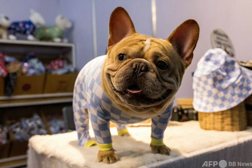 ガガさん愛犬強奪、容疑者を誤って釈放 当局が情報提供に報奨金