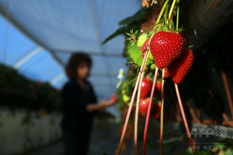 暖冬でイチゴ熟す　仏南西部サンドリユー