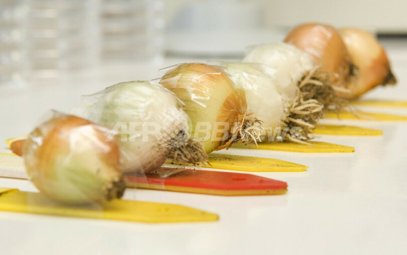 「涙の出ないタマネギ」の開発に成功