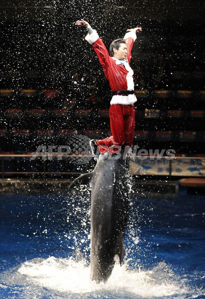 イルカもアシカもクリスマス仕様 品川アクアスタジアムのショー 写真6枚 国際ニュース Afpbb News