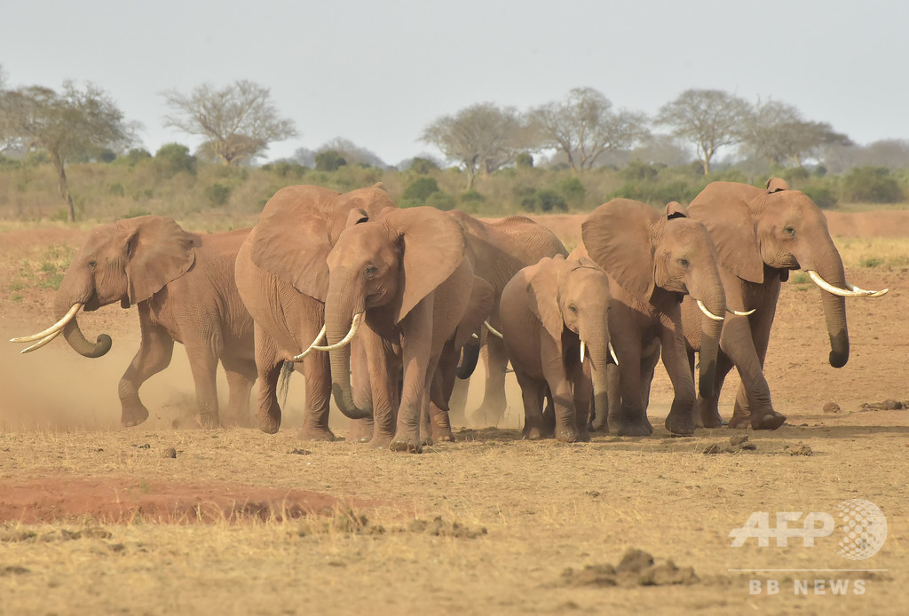 アフリカゾウの密猟8年で半減 絶滅の危機は変わらず 研究 写真1枚 国際ニュース Afpbb News