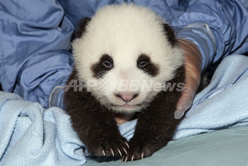 サンディエゴの赤ちゃんパンダ、初めての予防接種 サンディエゴの赤ちゃんパンダ、初めての予防接種