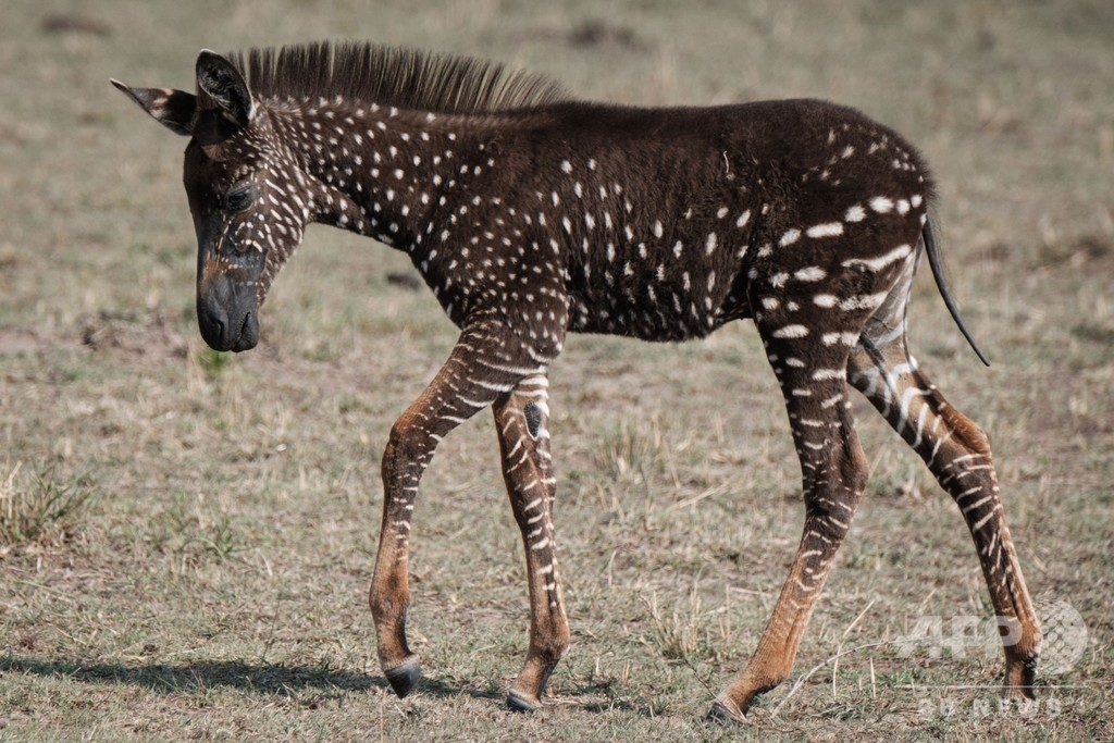 水玉模様の子シマウマ見つかる ケニアの野生保護区 写真16枚 国際ニュース Afpbb News