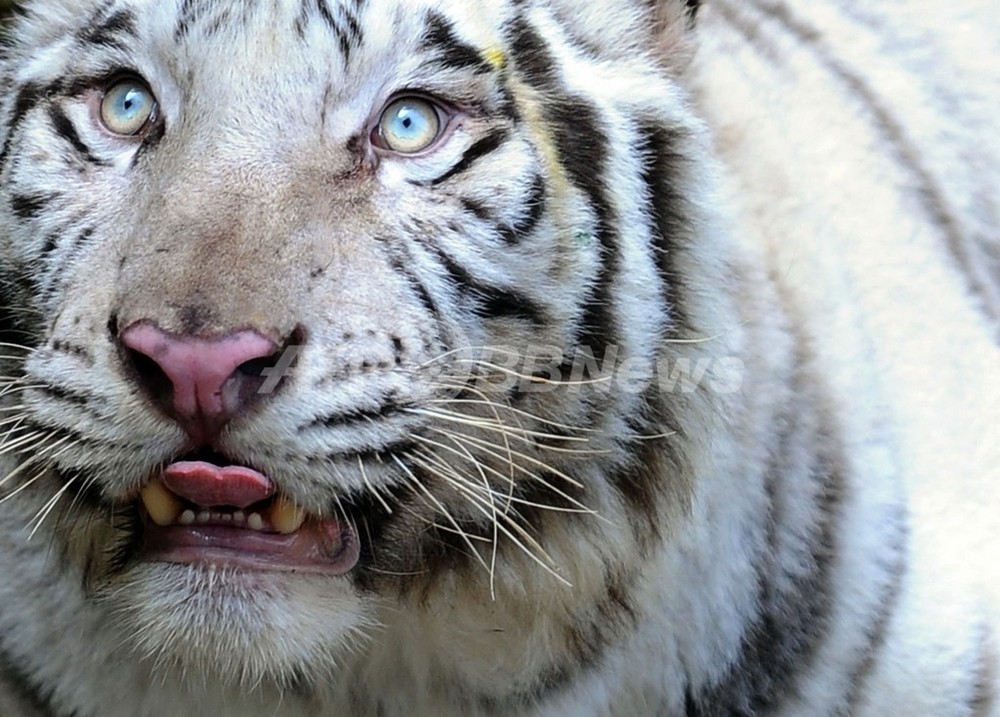 青い目が印象的、スリランカ動物園のホワイトタイガー 写真15枚 国際ニュース：AFPBB News