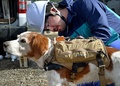 埼玉県富士見市で行われた「サイバー救助犬」の訓練で、東北大学の大野和則准教授に全地球測位システム（GPS）やカメラを搭載したバックパック型の装置を取り付けられるゴンタ（2016年2月14日撮影）。(c)AFP/KAZUHIRO NOGI